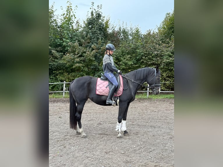 Czech Warmblood Mare 18 years 16 hh Bay-Dark in Paternion