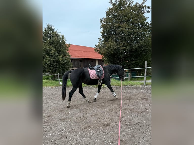 Czech Warmblood Mare 18 years 16 hh Bay-Dark in Paternion