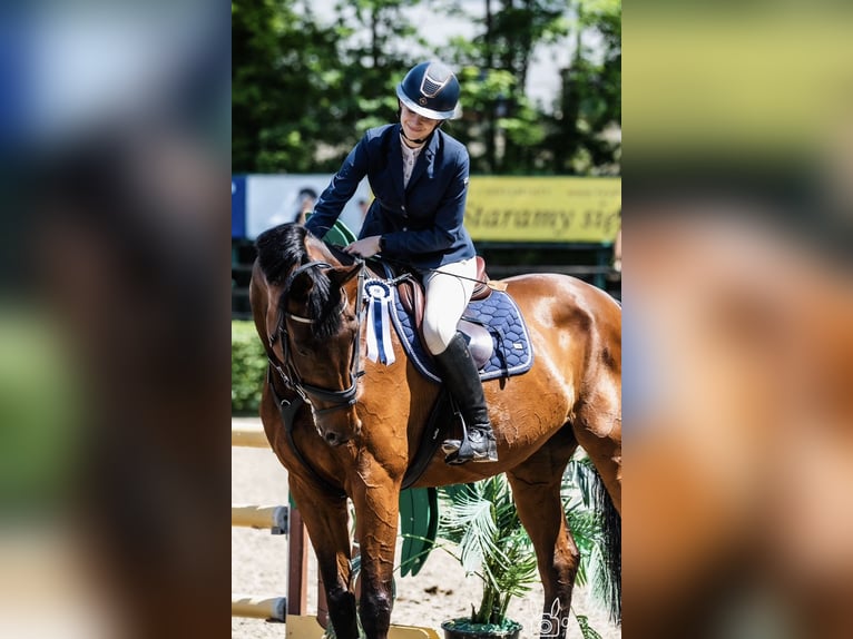 Czech Warmblood Mare 18 years 17 hh Brown in Inwałd