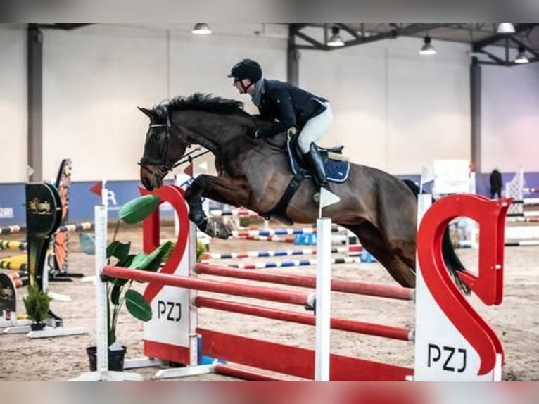 Czech Warmblood Mare 18 years 17 hh Brown in Inwałd