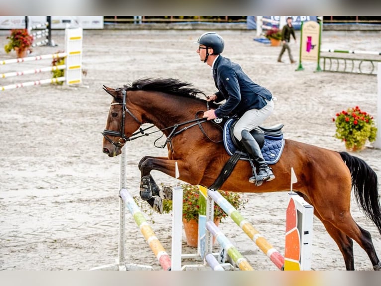 Czech Warmblood Mare 18 years 17 hh Brown in Inwałd