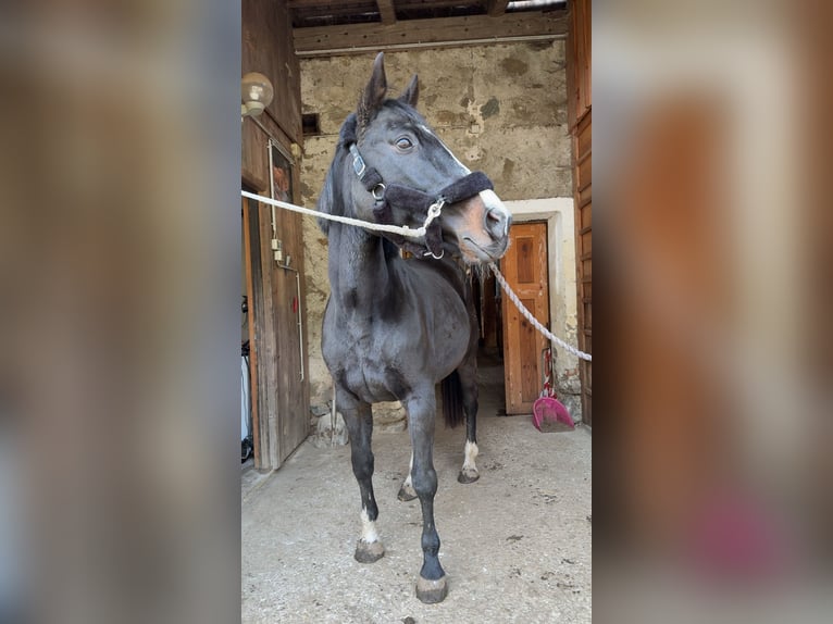 Czech Warmblood Mare 19 years 15,2 hh Black in Afritz