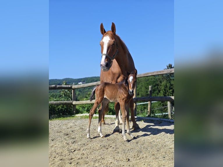 Czech Warmblood Mare 19 years 16,2 hh Chestnut-Red in Mittergoggitsch