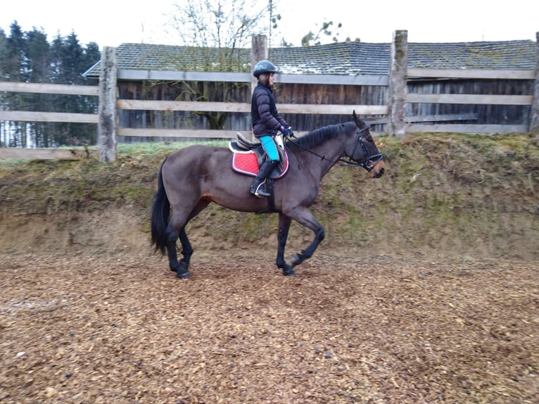 Czech Warmblood Mare 19 years 16,2 hh Roan-Bay in Lasberg