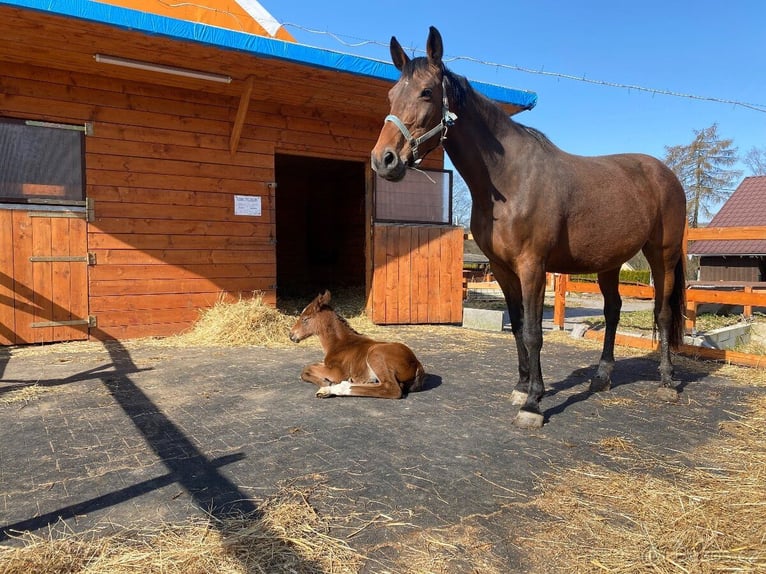 Czech Warmblood Mare 19 years 17 hh Brown in Světlá Hora
