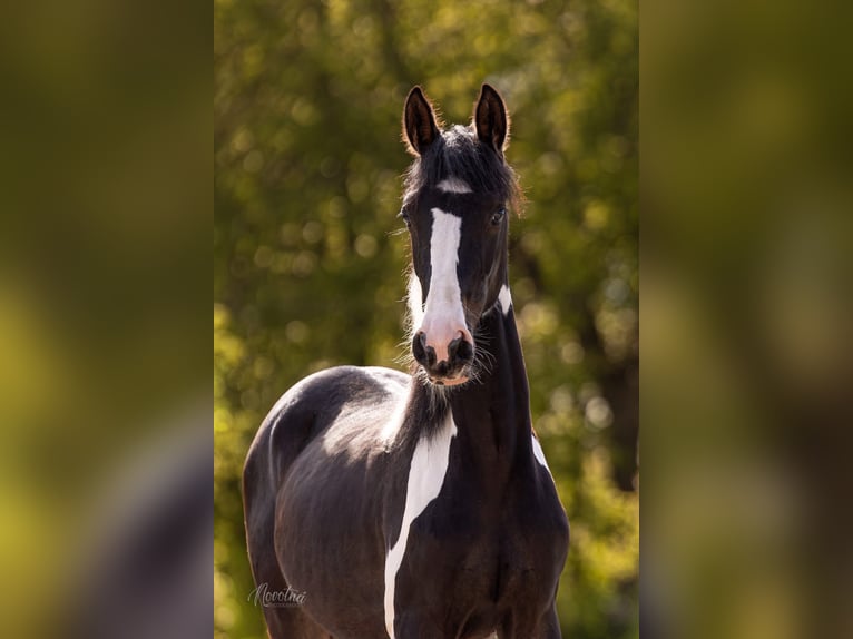 Czech Warmblood Mare 1 year 14.2 hh Tovero-all-colors in Sveradice