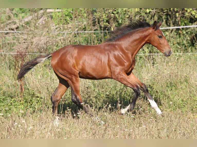 Czech Warmblood Mare 1 year Brown in Columbus Czech Warmblood Mare 1 year Brown in Columbus
