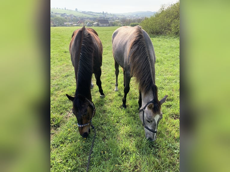 Czech Warmblood Mare 3 years 16 hh Grey-Red-Tan in Prešov