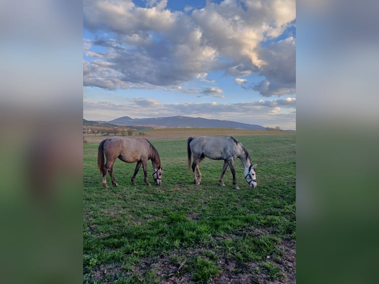 Czech Warmblood Mare 3 years 16 hh Grey-Red-Tan in Prešov