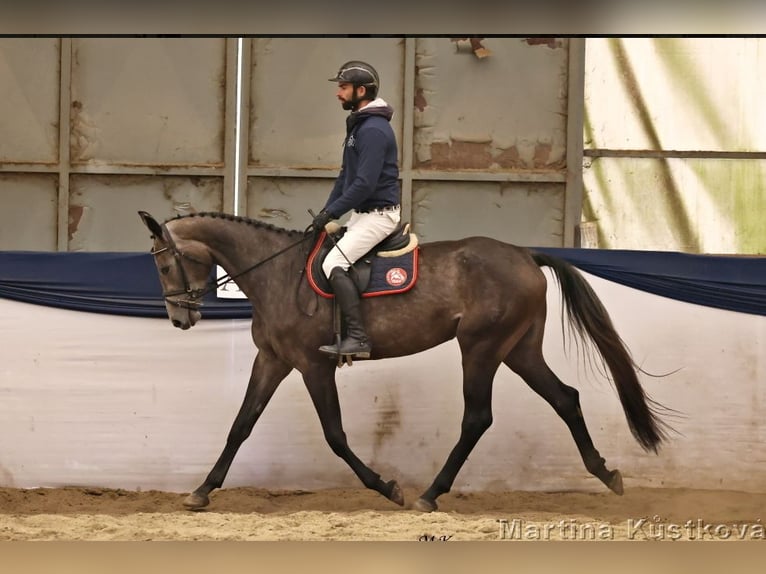 Czech Warmblood Mare 3 years 16,2 hh Overo-all-colors in Prague