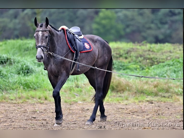 Czech Warmblood Mare 3 years 16,2 hh Overo-all-colors in Prague