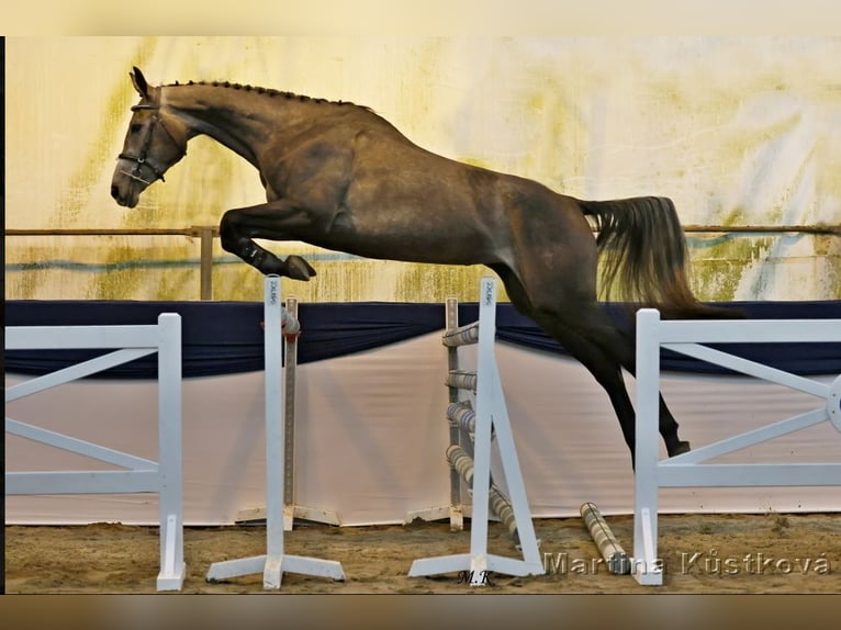 Czech Warmblood Mare 3 years 16,2 hh Overo-all-colors in Prague