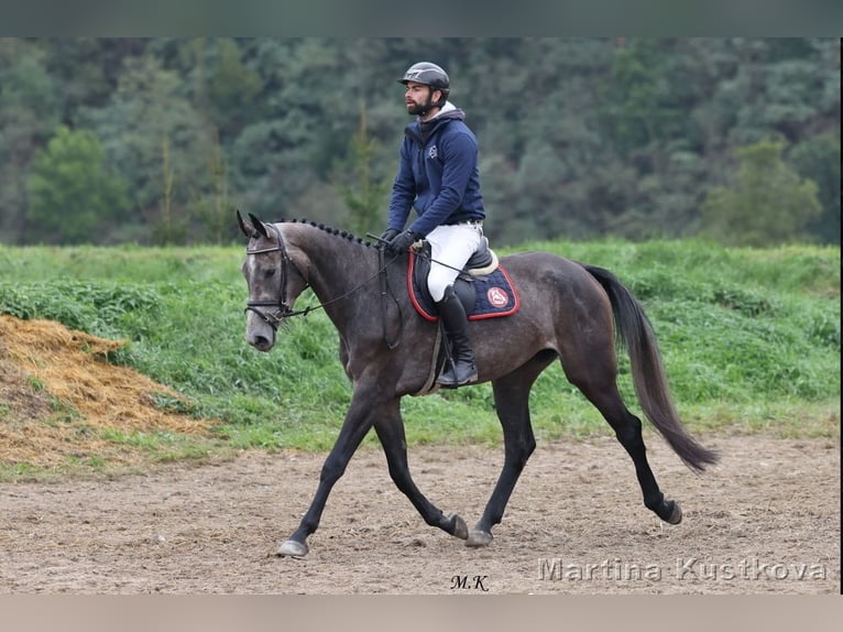 Czech Warmblood Mare 3 years 16,2 hh Overo-all-colors in Prague