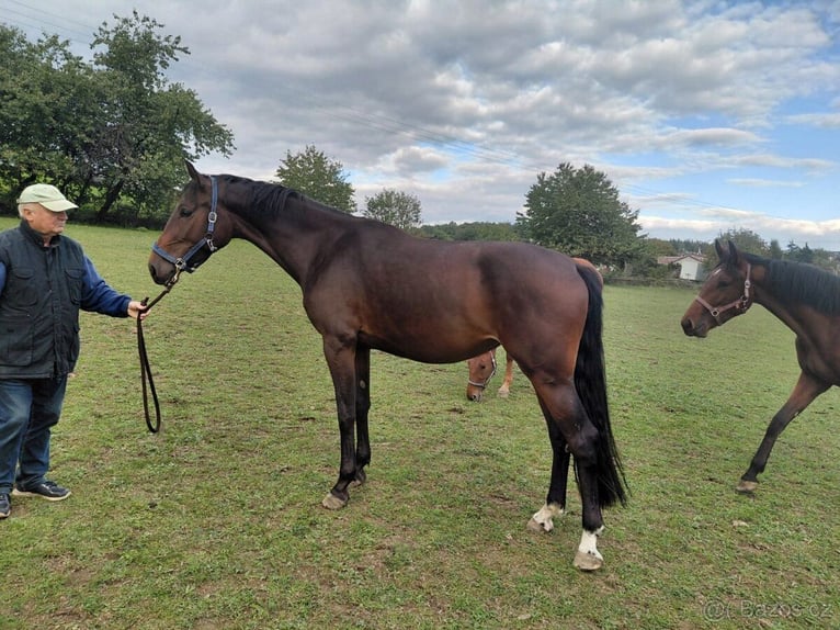 Czech Warmblood Mare 3 years 16,2 hh in Prague Czech Warmblood Mare 3 years 16,2 hh in Prague