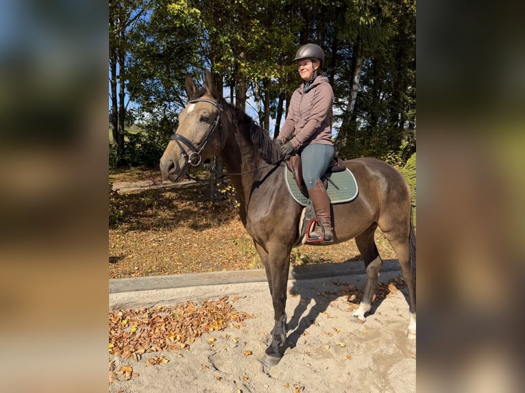 Czech Warmblood Mare 4 years 16.2 hh Buckskin in Davidschlag
