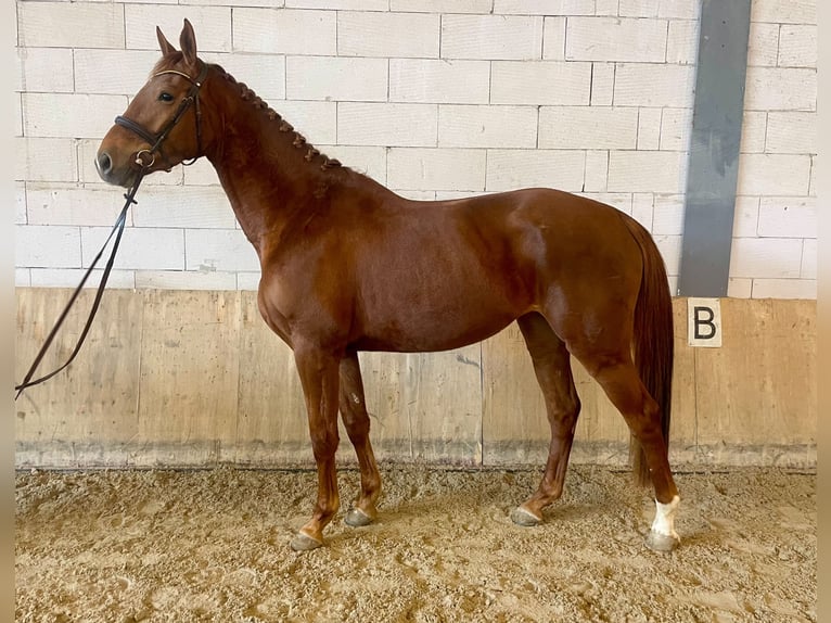 Czech Warmblood Mare 4 years 16.2 hh Chestnut in Brno