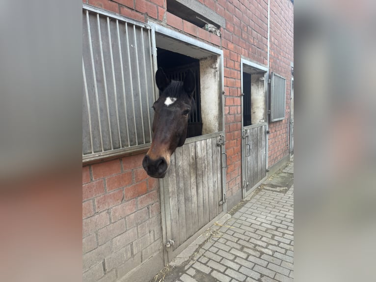 Czech Warmblood Mare 4 years 16 hh Bay-Dark in RheinbergRheinberg