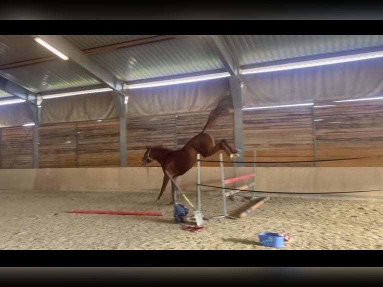 Czech Warmblood Mare 4 years 16,2 hh Chestnut in Brno