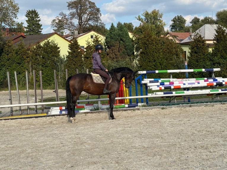 Czech Warmblood Mare 5 years 16,1 hh Bay-Dark in Brno
