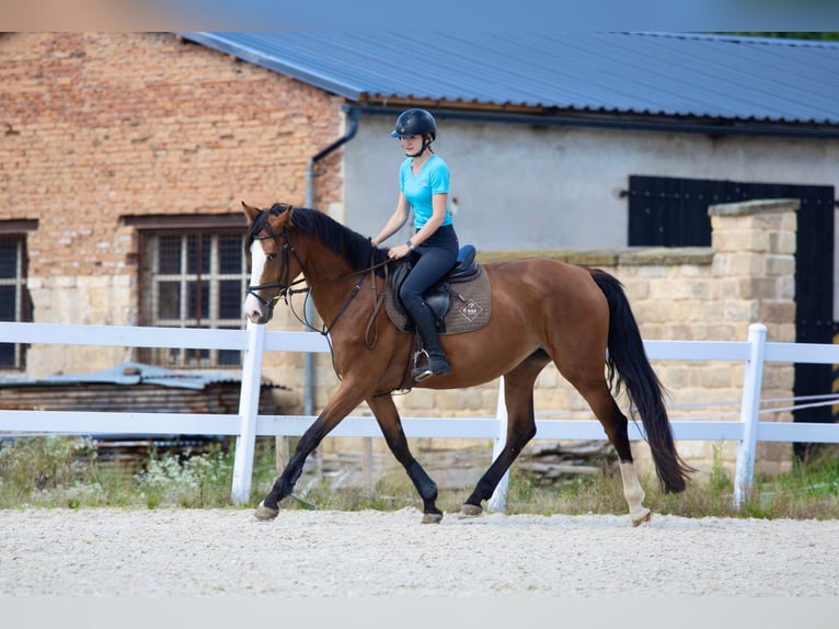 Czech Warmblood Mare 5 years 16.1 hh Bay in Prague