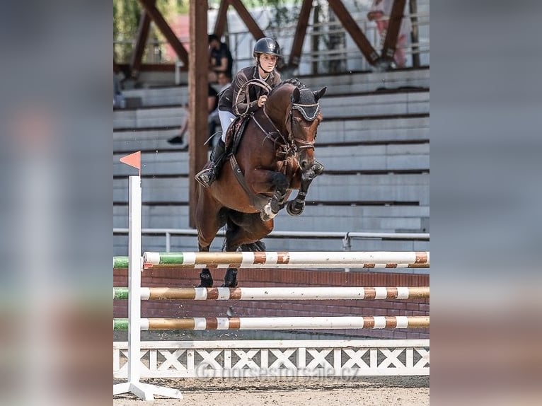 Czech Warmblood Mare 5 years 16,1 hh Brown in Olomouc