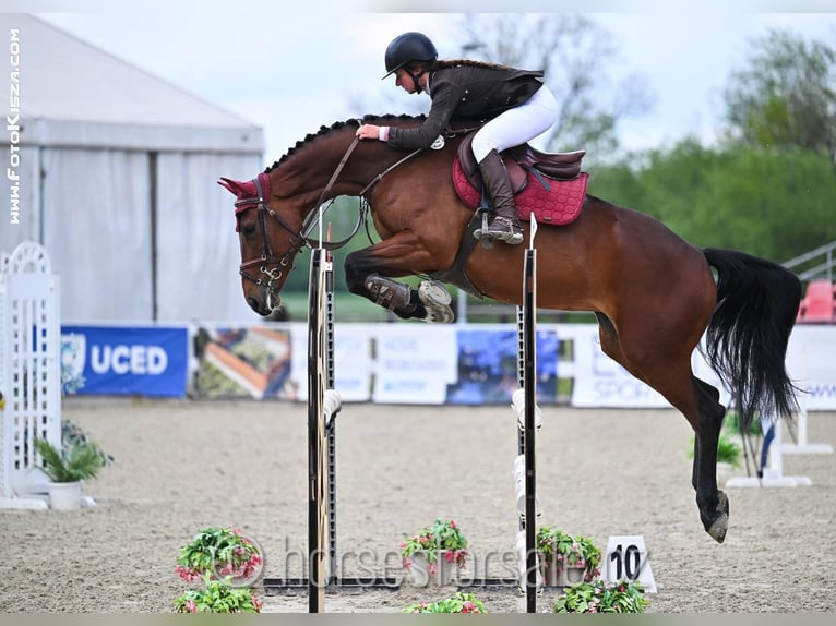 Czech Warmblood Mare 5 years 16,1 hh Brown in Olomouc