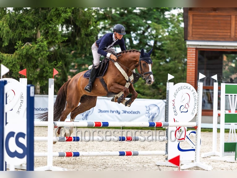 Czech Warmblood Mare 5 years 16.2 hh Chestnut-Red in Tyn nad Vltavou
