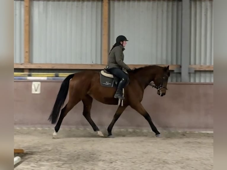 Czech Warmblood Mare 5 years 16 hh Bay in Malšice