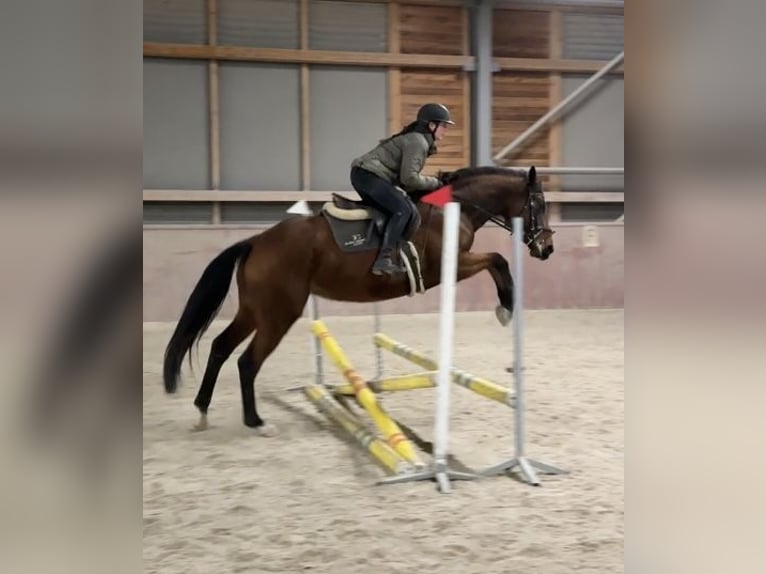 Czech Warmblood Mare 5 years 16 hh Bay in Malšice