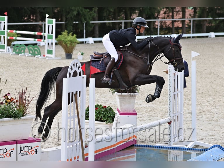 Czech Warmblood Mare 5 years 16 hh Smoky-Black in Mlada Boleslav