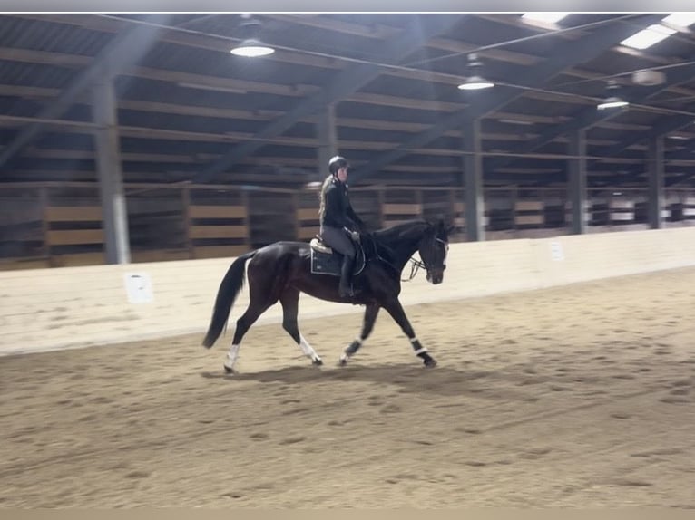Czech Warmblood Mare 5 years 16,2 hh Bay-Dark in Pelmberg