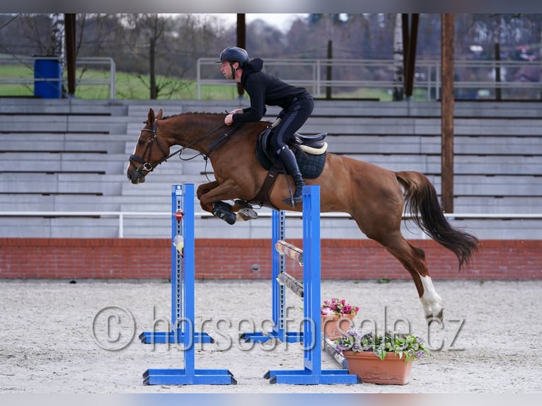 Czech Warmblood Mare 5 years 16,2 hh Chestnut-Red in Tyn nad Vltavou