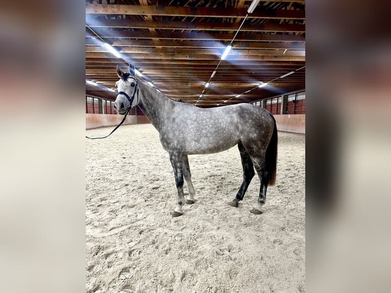 Czech Warmblood Mare 5 years 17 hh Gray in Karlovy Vary