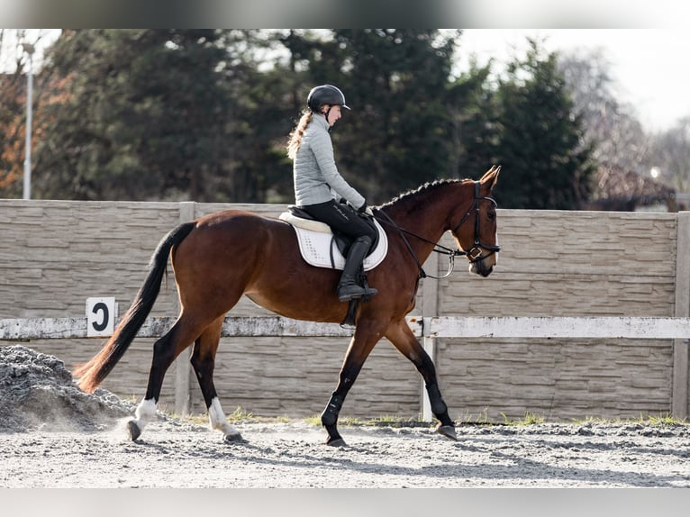 Czech Warmblood Mare 5 years Brown in Prague