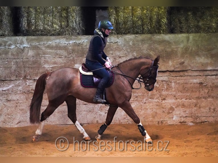 Czech Warmblood Mare 6 years 15,1 hh Chestnut-Red in 1 Stunde von Prag