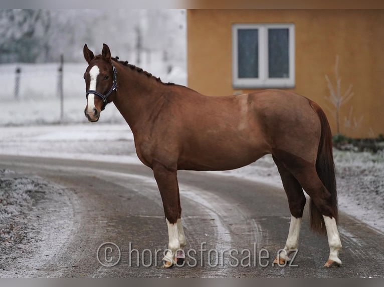 Czech Warmblood Mare 6 years 15,1 hh Chestnut-Red in 1 Stunde von Prag