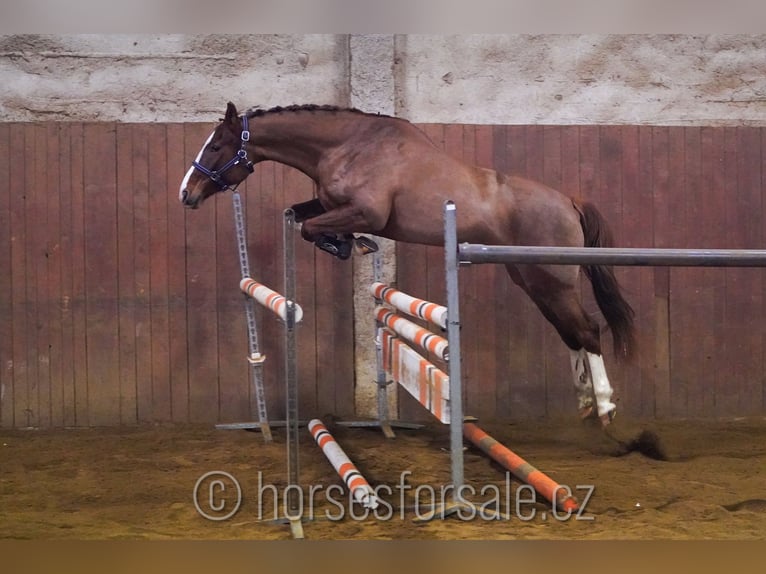 Czech Warmblood Mare 6 years 15,1 hh Chestnut-Red in 1 Stunde von Prag