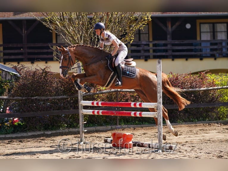 Czech Warmblood Mare 6 years 16,1 hh Chestnut-Red in Karlovy Vary