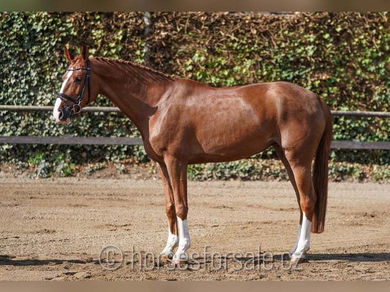 Czech Warmblood Mare 6 years 16,1 hh Chestnut-Red in Karlovy Vary