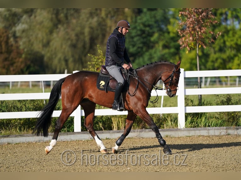 Czech Warmblood Mare 6 years 16,2 hh Brown in Olomouc