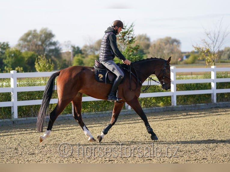 Czech Warmblood Mare 6 years 16,2 hh Brown in Olomouc