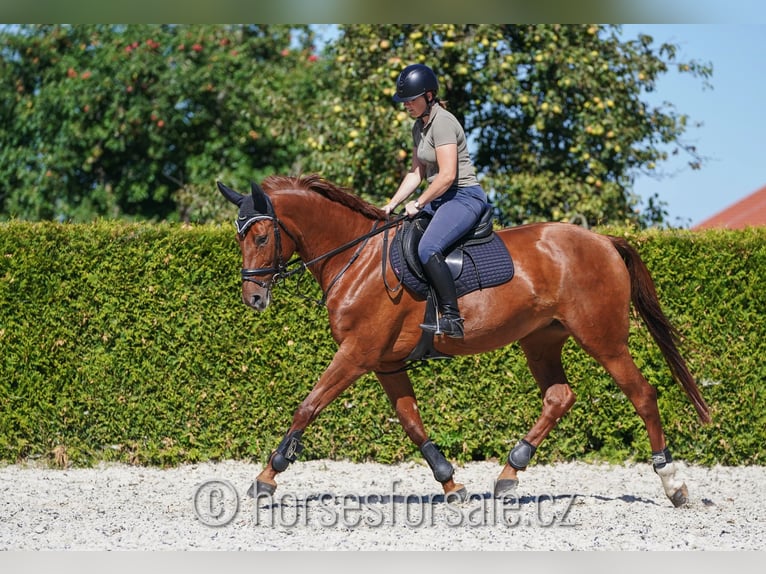 Czech Warmblood Mare 6 years 16,2 hh Chestnut-Red in Pelhrimov