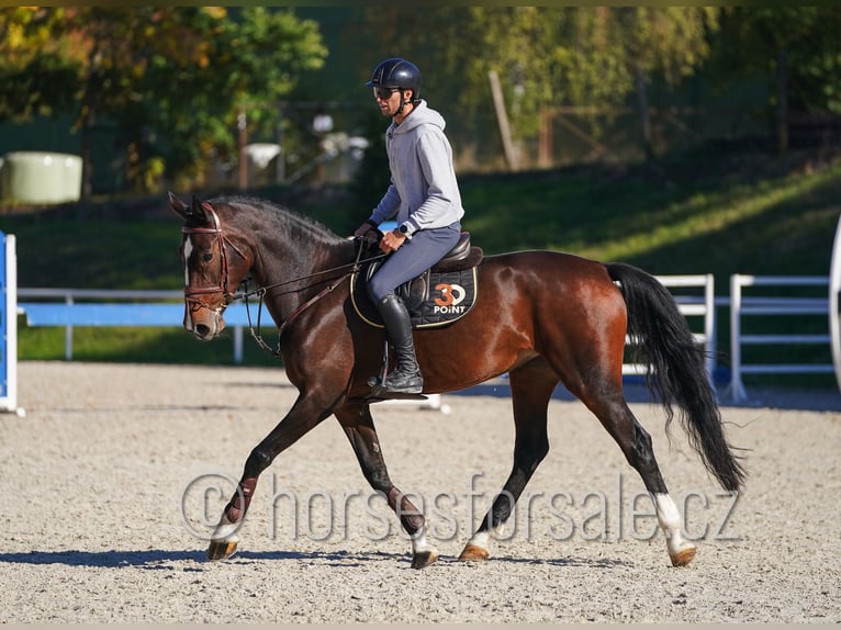 Czech Warmblood Mare 6 years 16.3 hh Bay-Dark in Klatovy