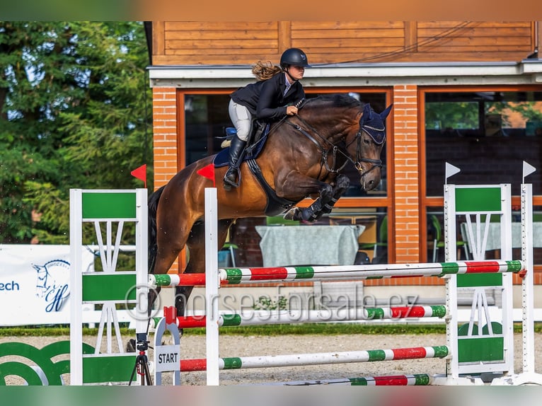 Czech Warmblood Mare 6 years 16.3 hh Bay-Dark in Tyn nad Vltavou