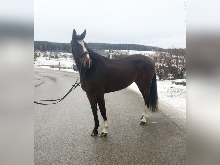 Czech Warmblood Mare 6 years 16,2 hh Bay-Dark in Pelmberg