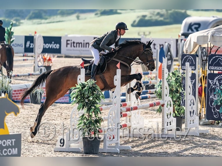 Czech Warmblood Mare 6 years 16,3 hh Bay-Dark in Tyn nad Vltavou