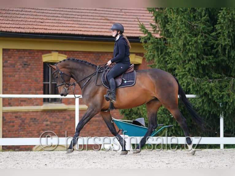 Czech Warmblood Mare 6 years 16,3 hh Bay-Dark in Tyn nad Vltavou