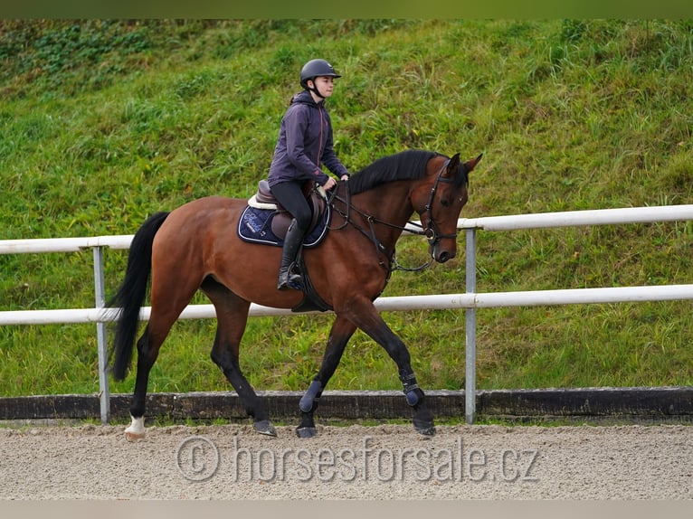 Czech Warmblood Mare 6 years 17,1 hh Brown in Region Prag