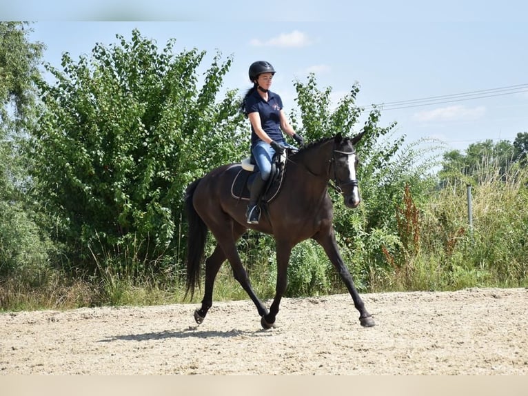 Czech Warmblood Mare 7 years 16,2 hh Black in Allershausen