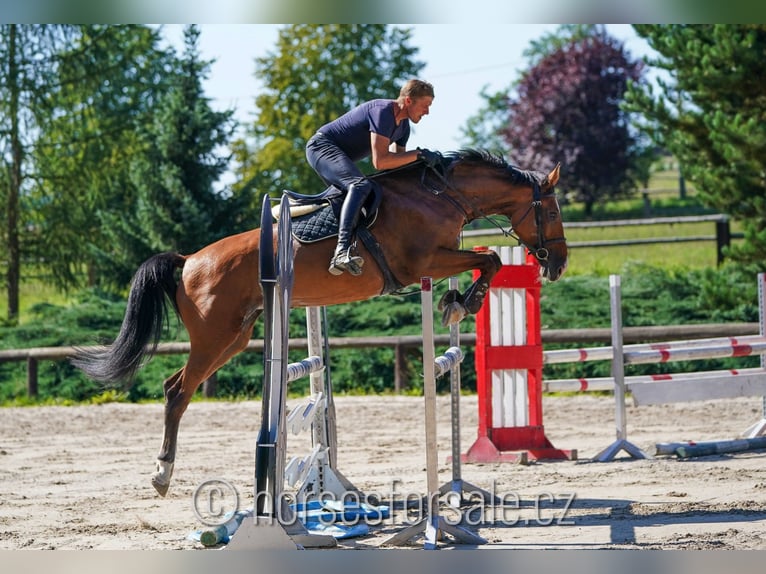 Czech Warmblood Mare 7 years 16,2 hh Brown in Pilsen